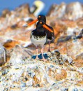 The American Oyster Catchers - just love watching them