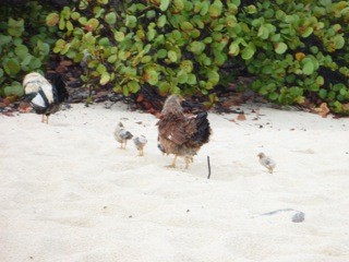 Chicks on the beach!