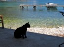 Cats are everywhere in Greece!