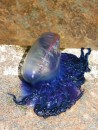 washed up Portuguese man of war