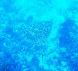 A graceful spotted eagle ray