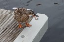 Resident duck at dock at the Muirtown marina