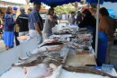Fish for sale at the Treguier market