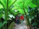 Marty and Ann standing under the giant Gunnera leaves!