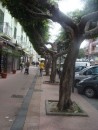 Tree lined street in Cortone