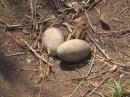Boobies just lay their eggs on the ground. Those little twigs are called a nest?