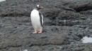 Gentoo. These guys are curious.