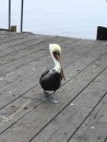 IMG_0272: Pelican friend looking for snacks!