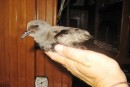 This is the storm petrel that was found in the cockpit.