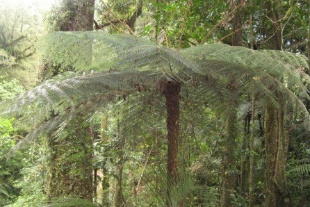 Tree ferns....I am so impressed with how large they are!