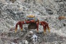 Isla San Marcos, NW anchorage- Sally Lightfoot crab.