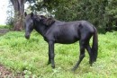 Marquesan horses, more large pony size.