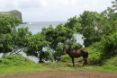 Hiva Oa with Marquesan horse. The horses originally came from Chili in the 1940