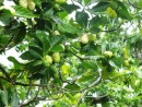 Rarely eaten, these fruit are processed for skin moisturizer. I forgot the name of this plant....will look it up later.