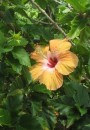 One of the many kinds of hibiscus flowers.