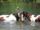 claude swimming with our horses