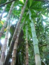 der Calathea Trail mit gigantischem Bambus