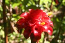red Ginger
roter Ingwer