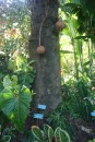 Canonball Tree
Kanonenkugeln Baum