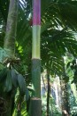3-farbige Bambusstaude