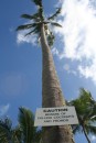 Vorsicht vor fallenden Kokosnuessen