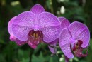 es gibt auch einen Orchideen Pfad im Bot. Garten