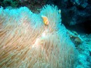 Clown Fish in seiner Anemone












