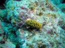 gelbe Nudibranch