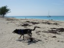 2 - Bimini: #2 Bimini Bahamas. Great beaches and somebody makes piles of wood to pee on every few hundred yards!