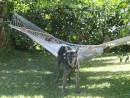 Dog Hammocks: There never seem to be any.