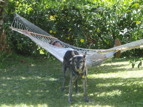 Dog Hammocks: There never seem to be any.