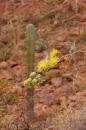 Caleta Partida: Cactus and flower