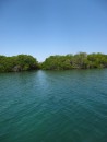 We crose to Isla San Jose to do the dinghy ride through the mangroves