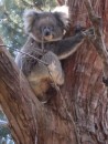 Koala in our gum trees