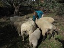 Karyn feeding the sheep