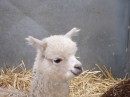 a baby alpaca at The Show