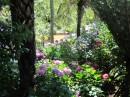 The botanical gardens.  Hydrangeas are amazing here