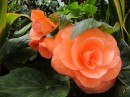 As are the begonias.  I