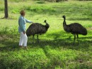 The Emus let me get close enough to touch