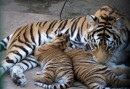 Mommy bengal tiger and her babies