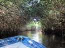 entering the mangroves