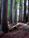 More redwoods