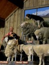 We visit the sheep at the Agrodome