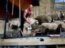 More Sheep shearing