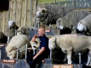 19 varieties of sheep