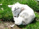 Baby lamb at the Agradome