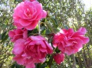 Huge camellias from Japan