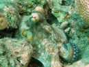 Small Caribbean Octopus