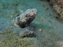 Snake Eel. The rest of it is hiding in the sand.