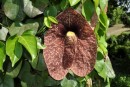 This flower grew on an ivy like plant and was about 20 cm across